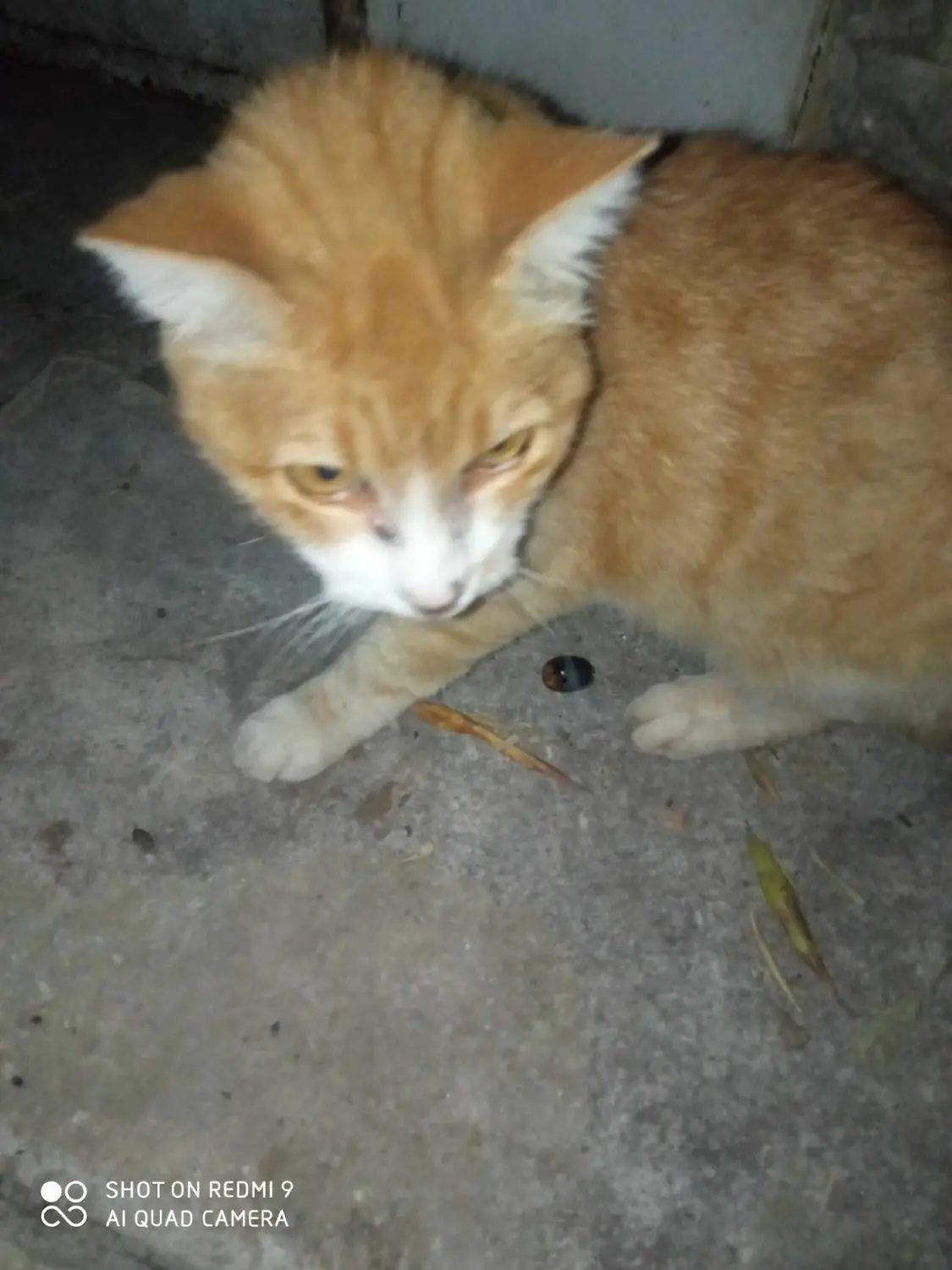 Tierschutz Franziskus - Katze