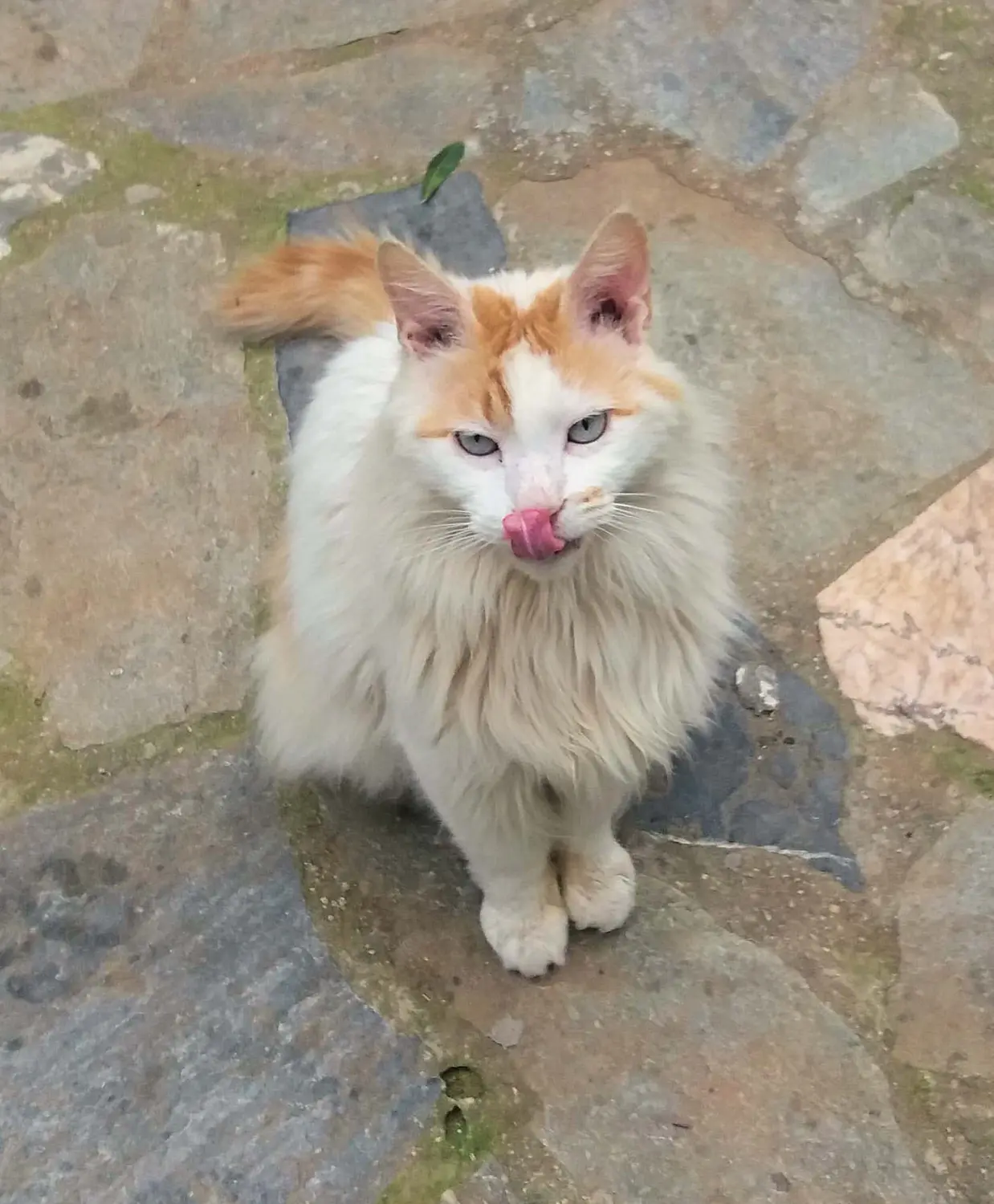 Tierschutz Franziskus - Katze