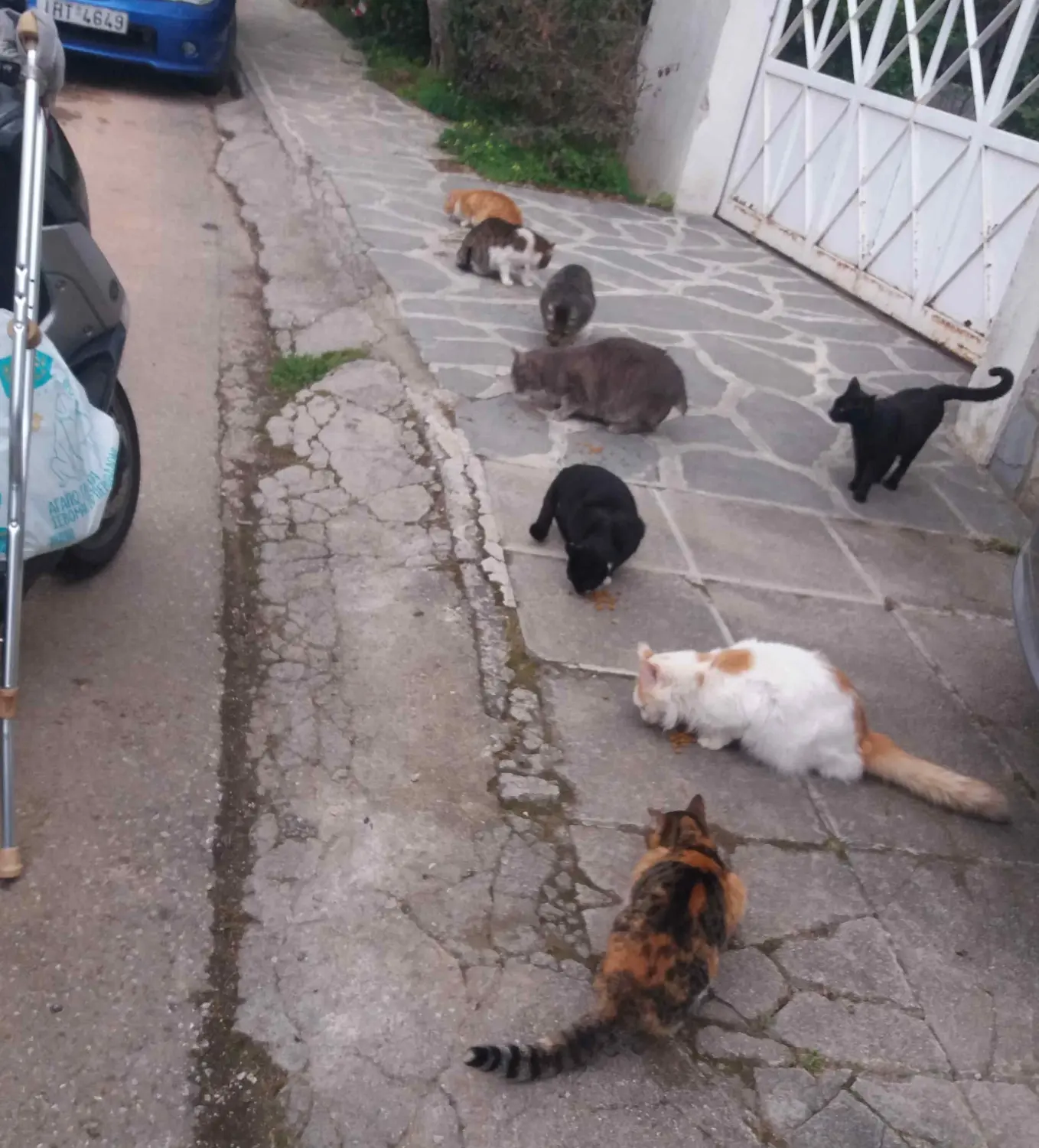 Tierschutz Franziskus - Katzen