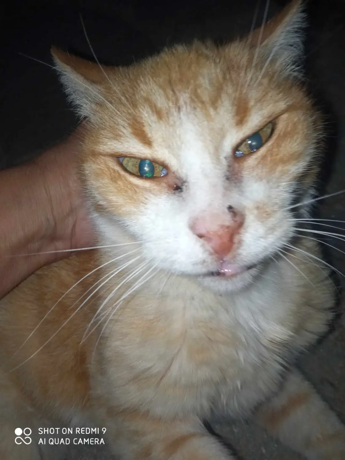 Tierschutz Franziskus - Katze