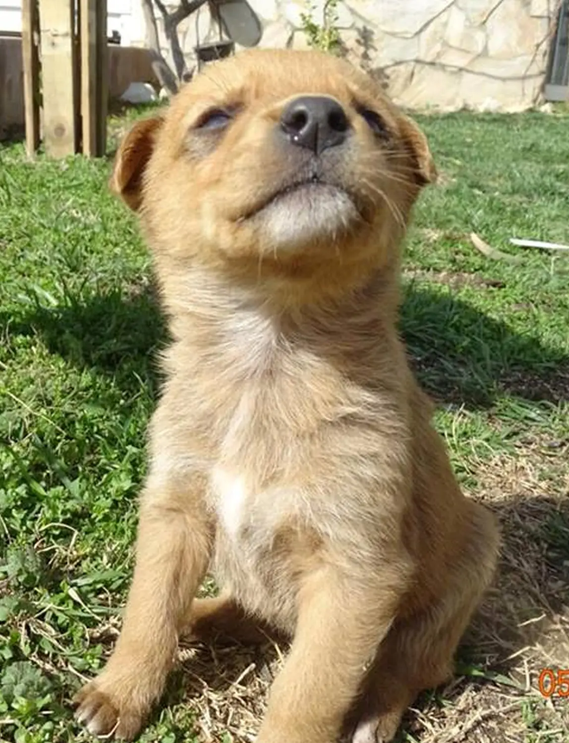 Tierschutz Franziskus - Welpe