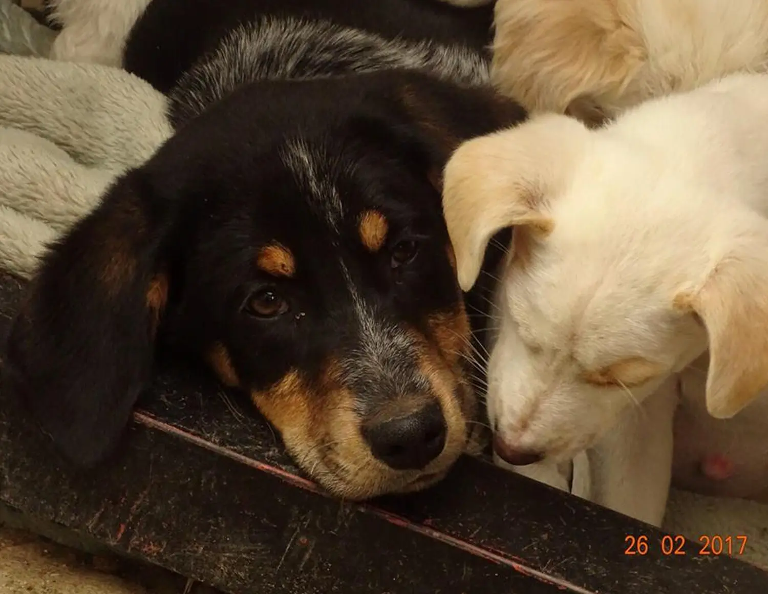 Tierschutz Franziskus - Hunde