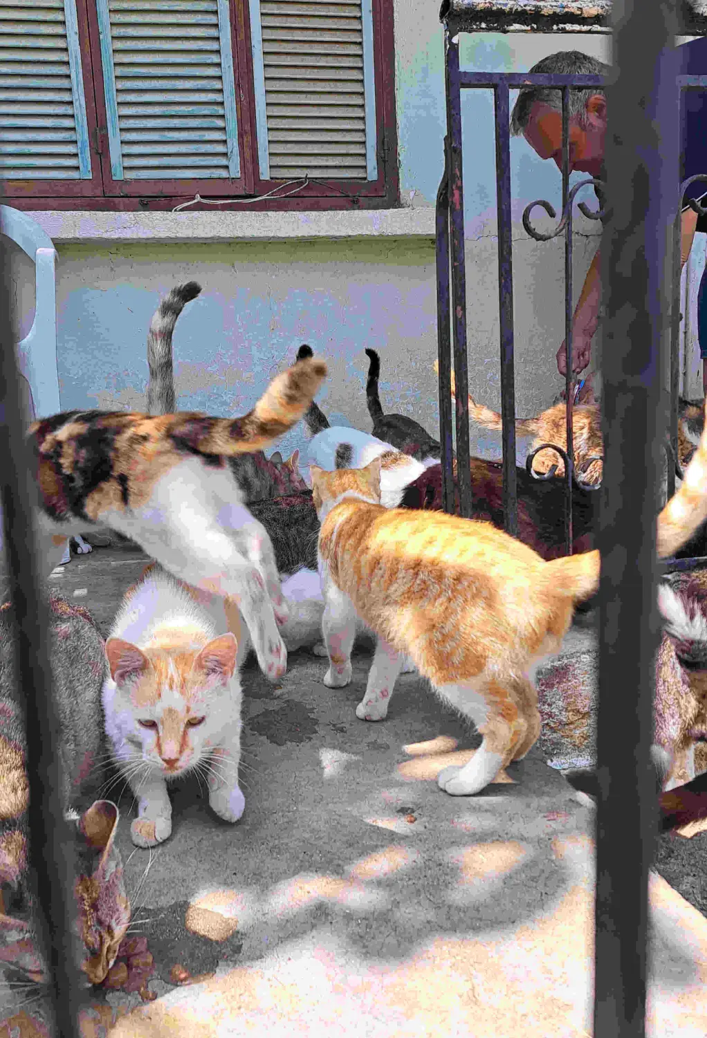 Tierschutz Franziskus - Katzen