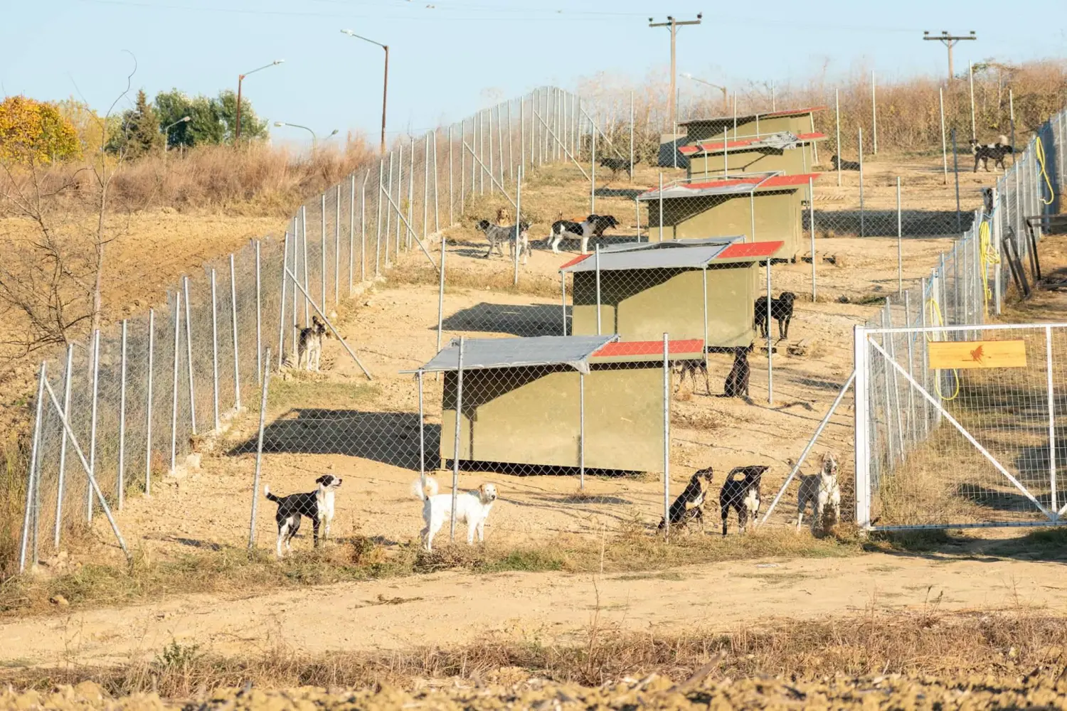 Tierschutz Franziskus - Hunde