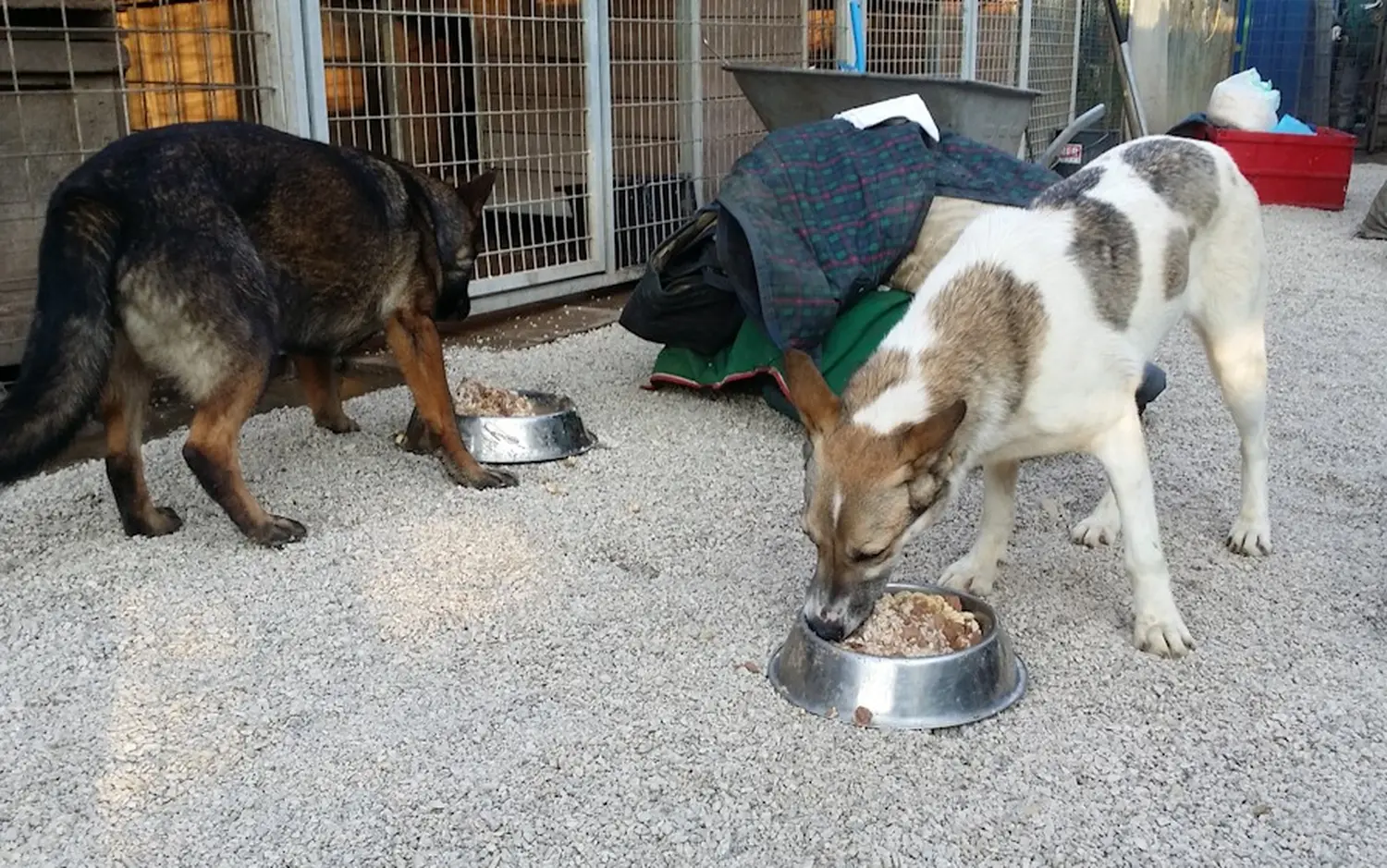 Tierschutz Franziskus - Tierstation Nitra Hunde