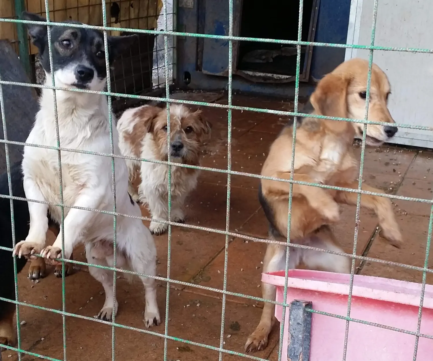 Tierschutz Franziskus - Tierstation Nitra Hunde
