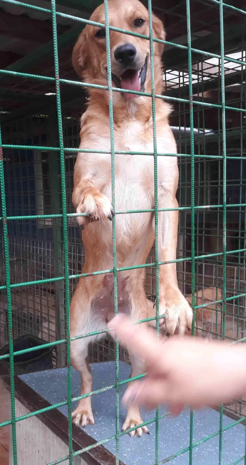 Tierschutz Franziskus - Tierstation Nitra Hund