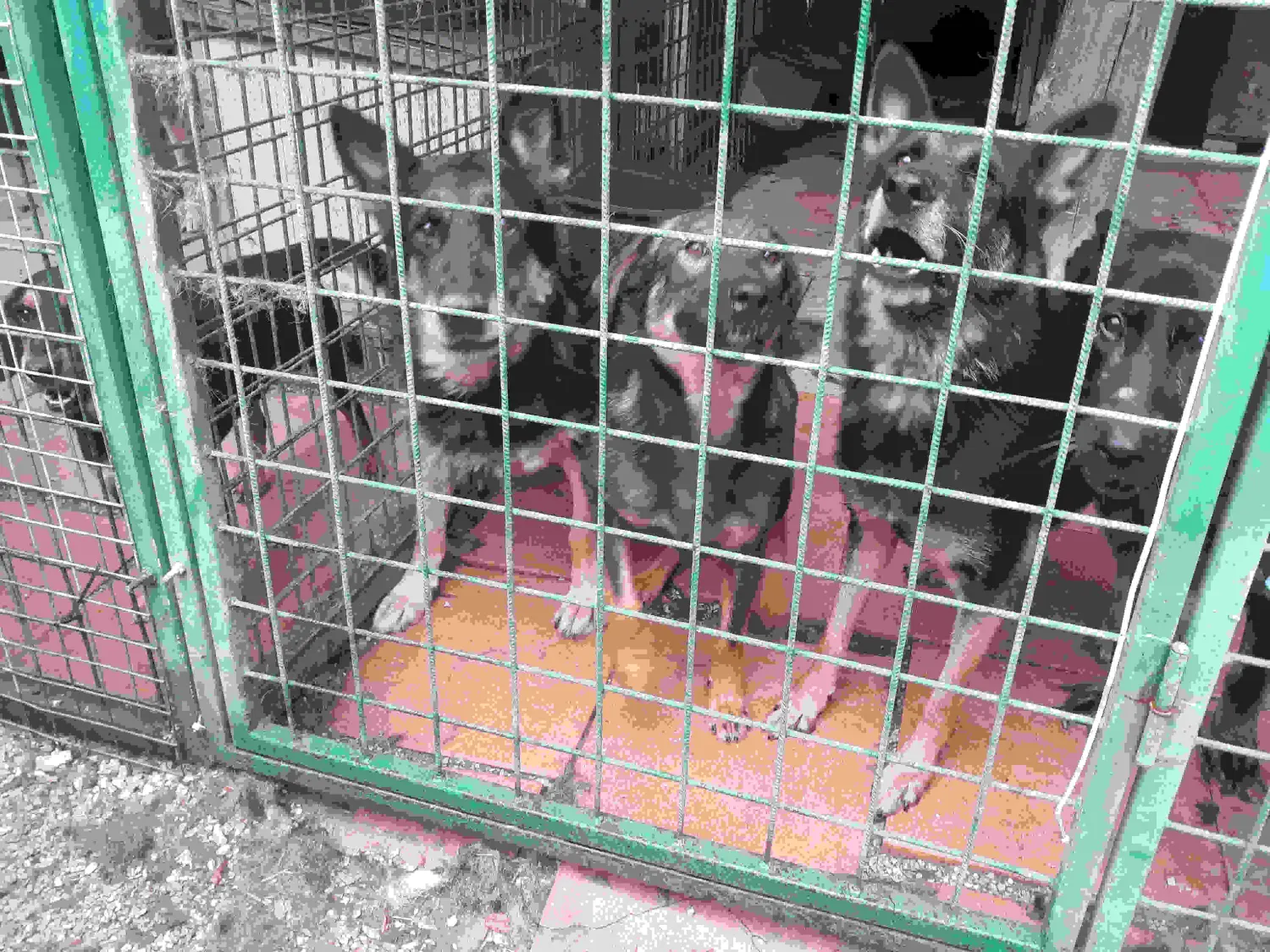 Tierschutz Franziskus - Tierstation Nitra Hunde