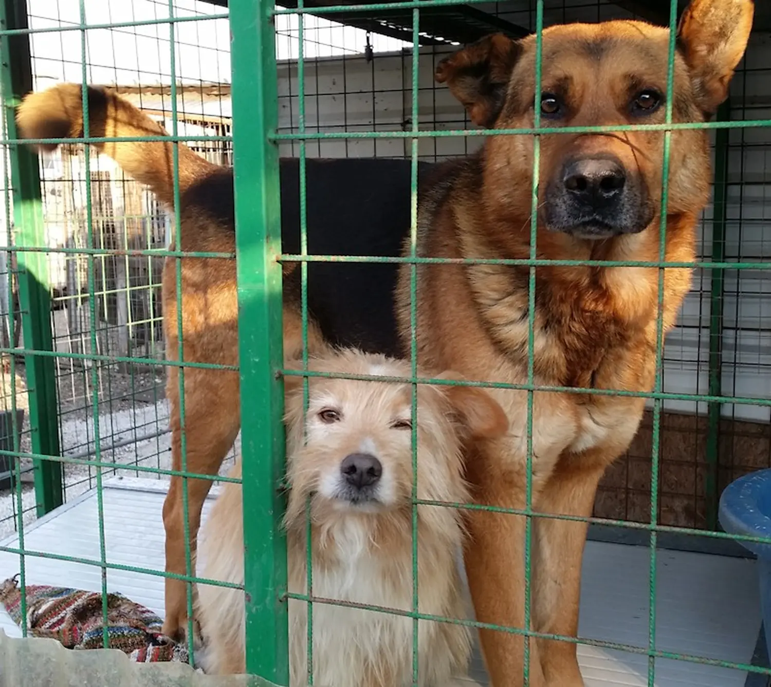 Tierschutz Franziskus - Tierstation Nitra Hunde
