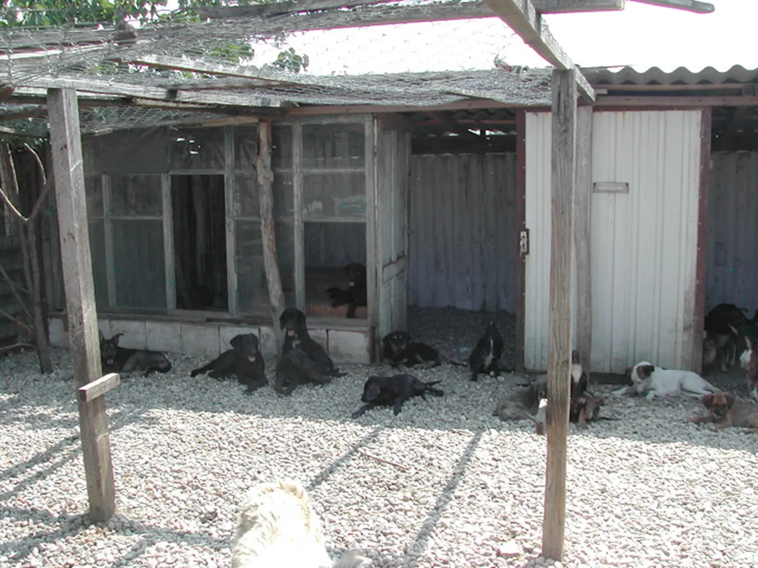 Tierschutz Franziskus - Tierstation Szentes Hunde