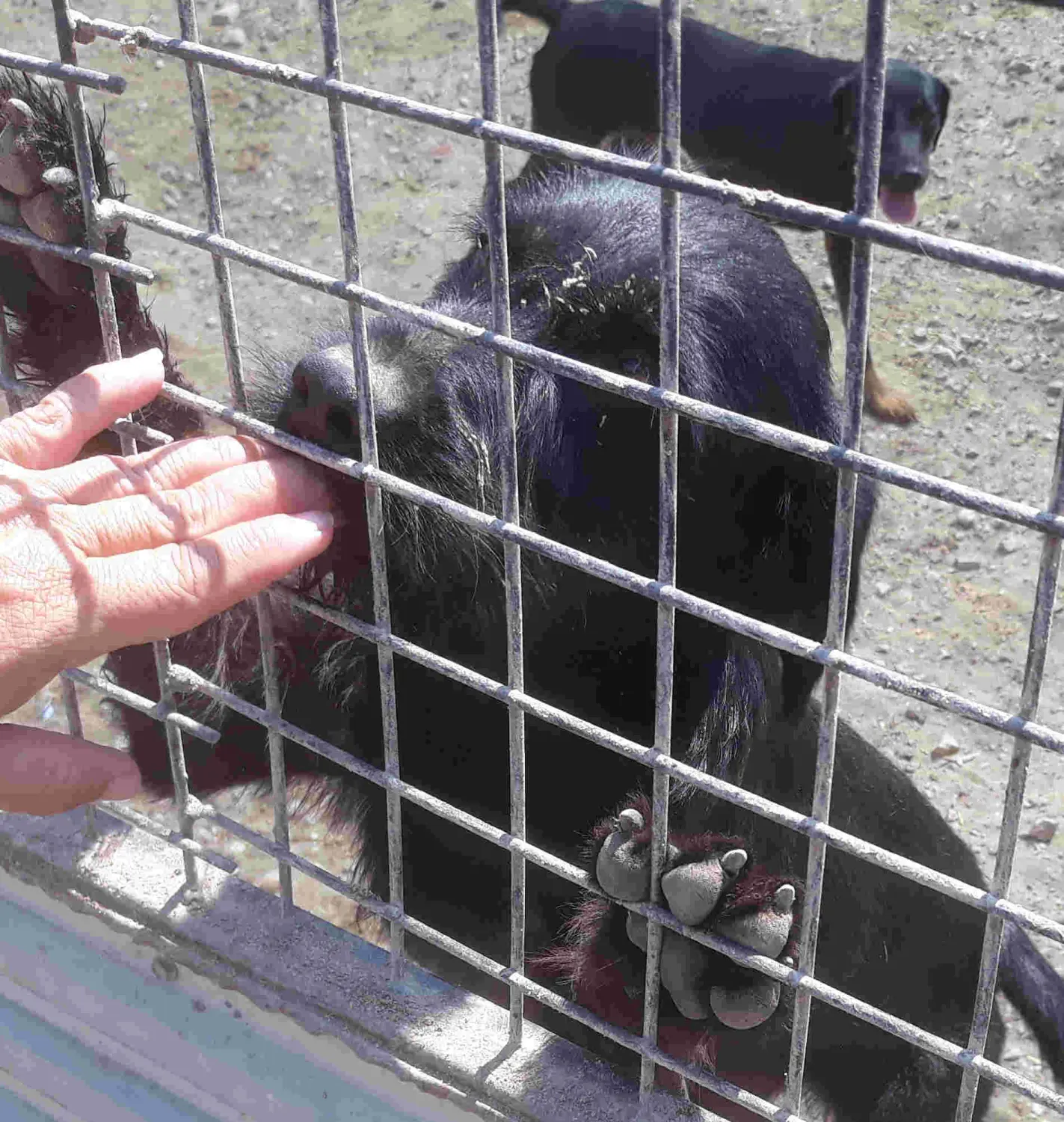 Tierschutz Franziskus - Szentes in Ostungarn