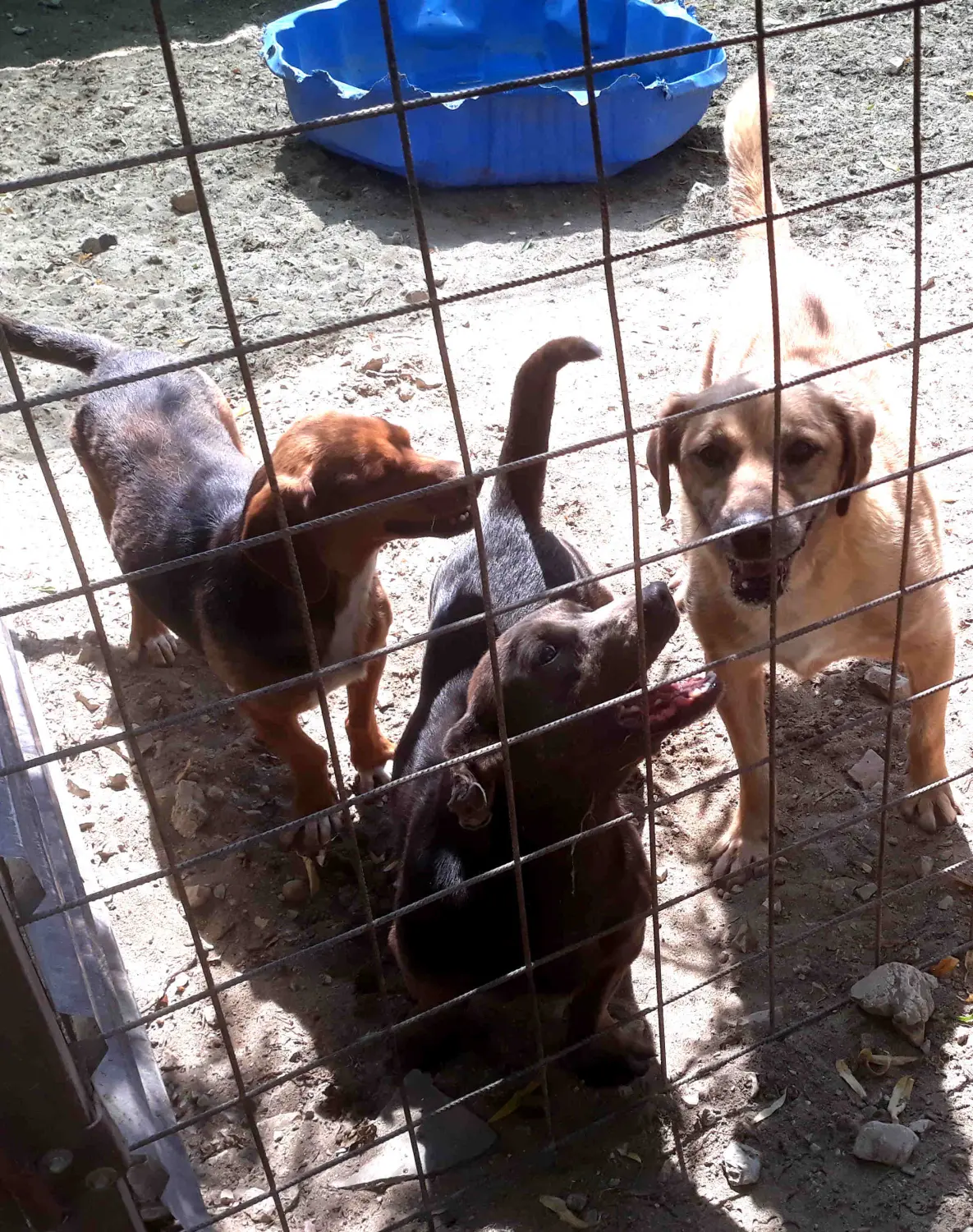 Tierschutz Franziskus - Tierstation Szentes Hunde