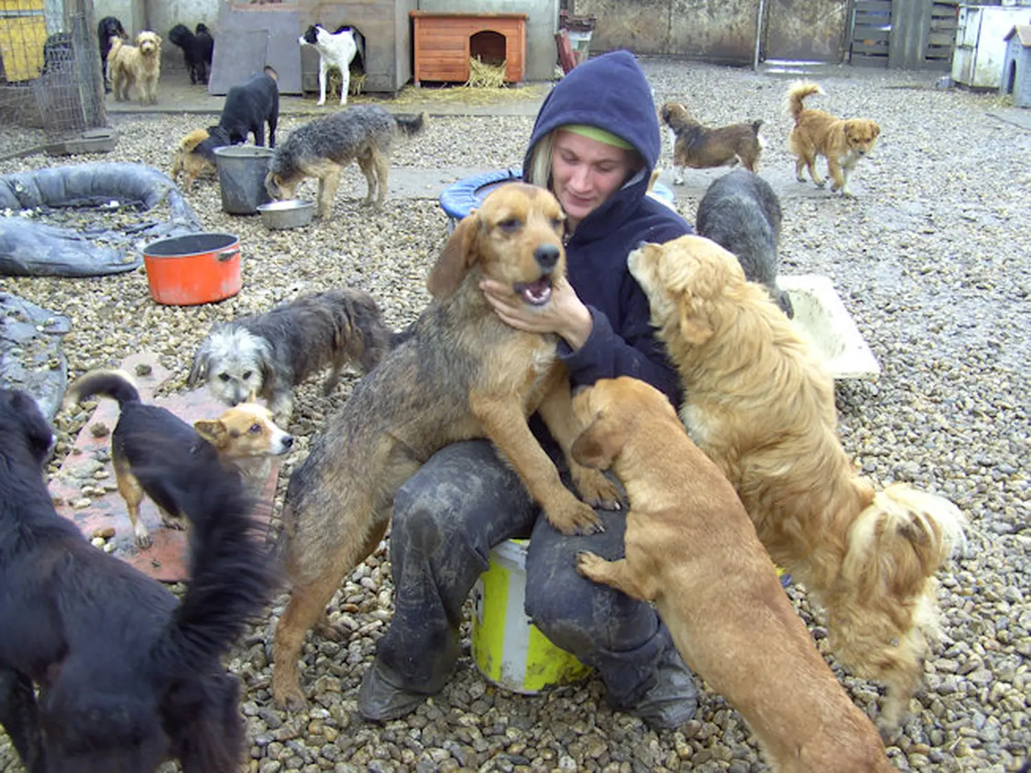 Tierschutz Franziskus - Tierstation Szentes Hunde