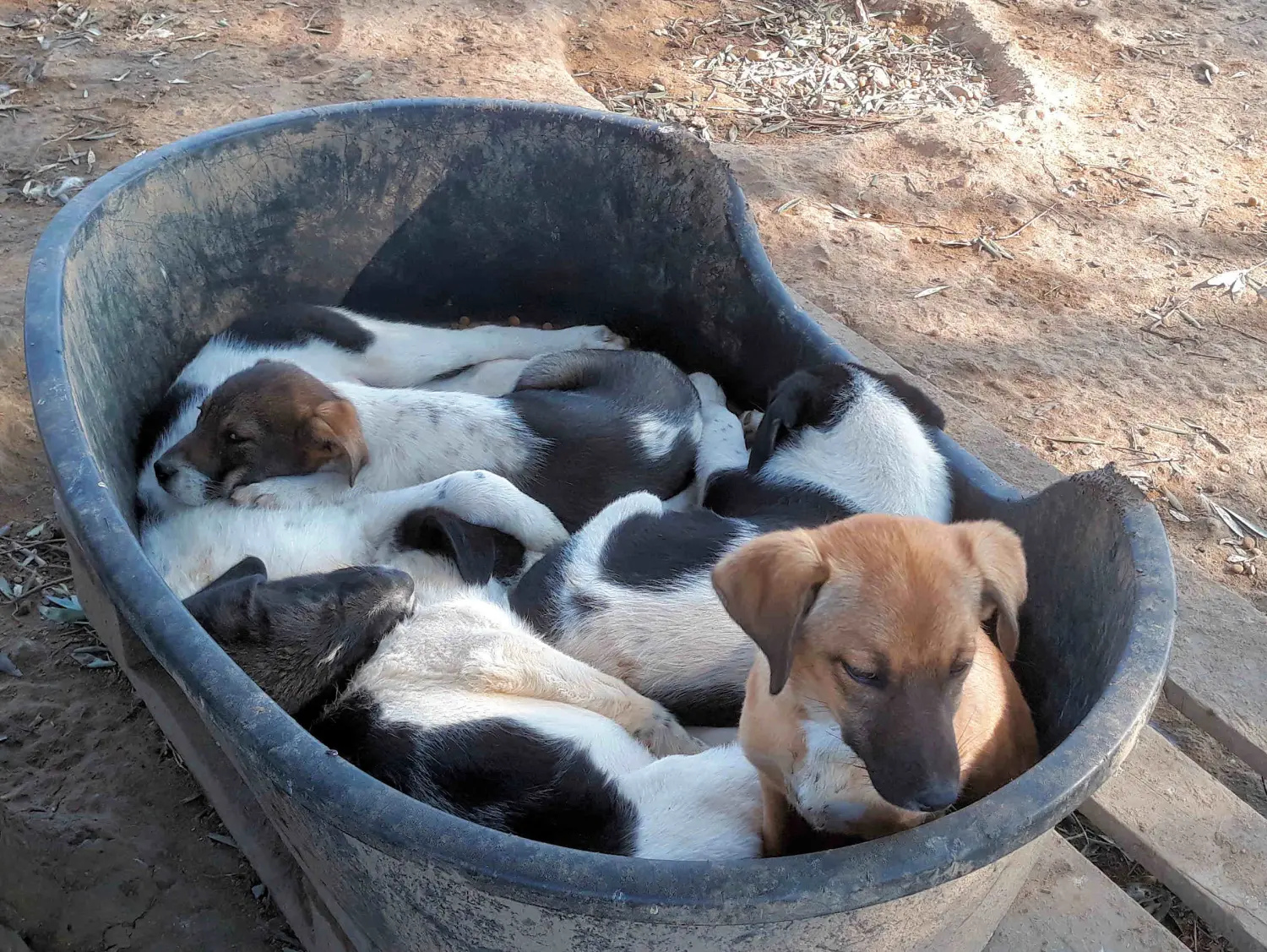 Tierschutz Franziskus - Tierheim Xanthi Welpen