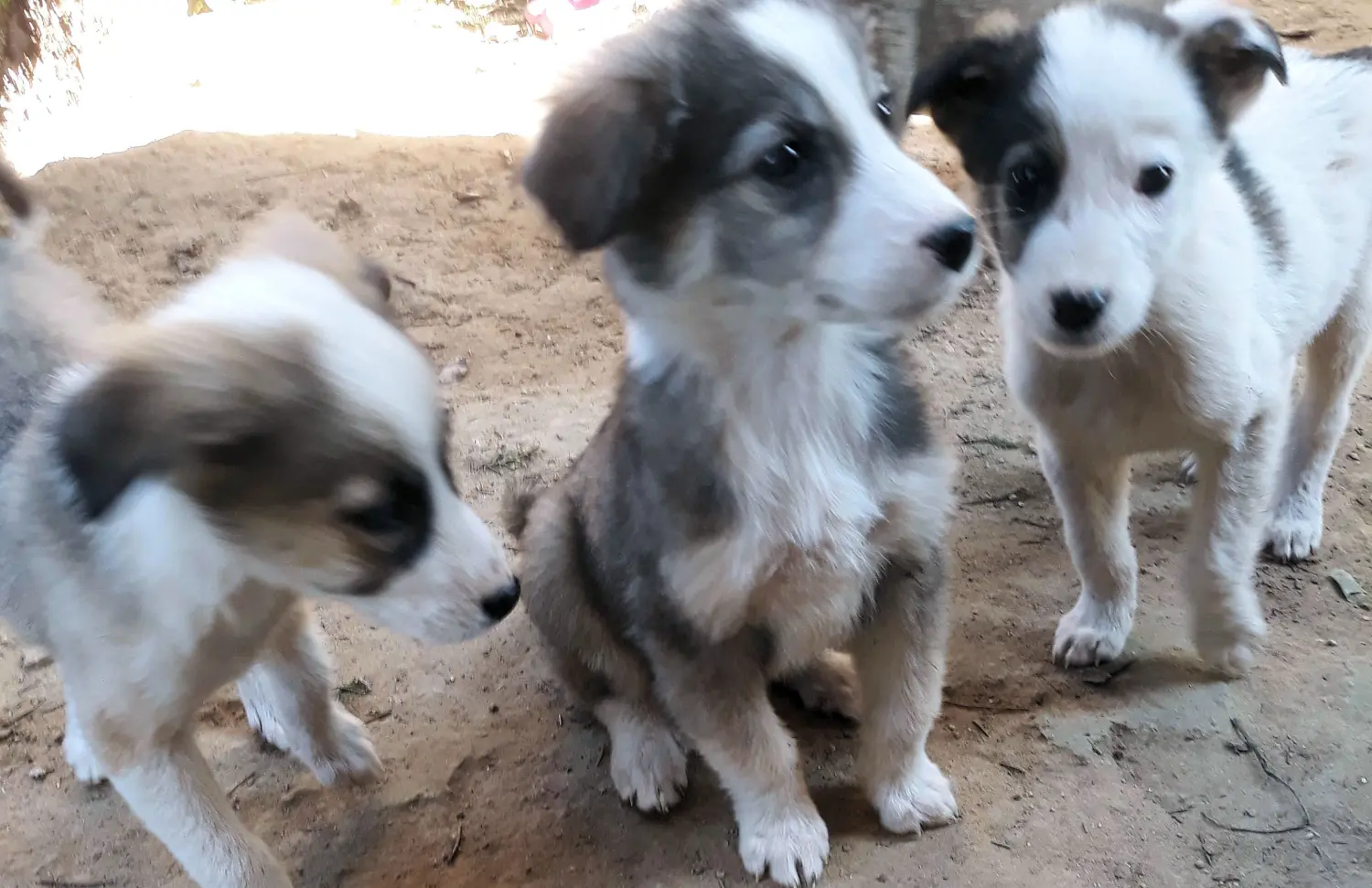 Tierschutz Franziskus - Tierheim Xanthi Welpen