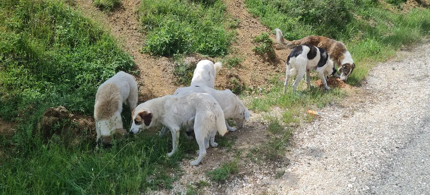 Tierschutz Franziskus - Tierstation Xanthi Hunde