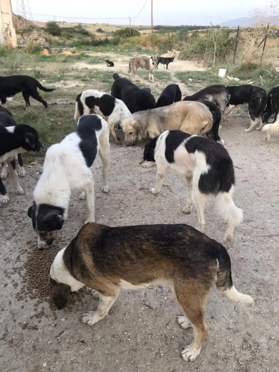 Tierschutz Franziskus - Tierstation Xanthi Hunde