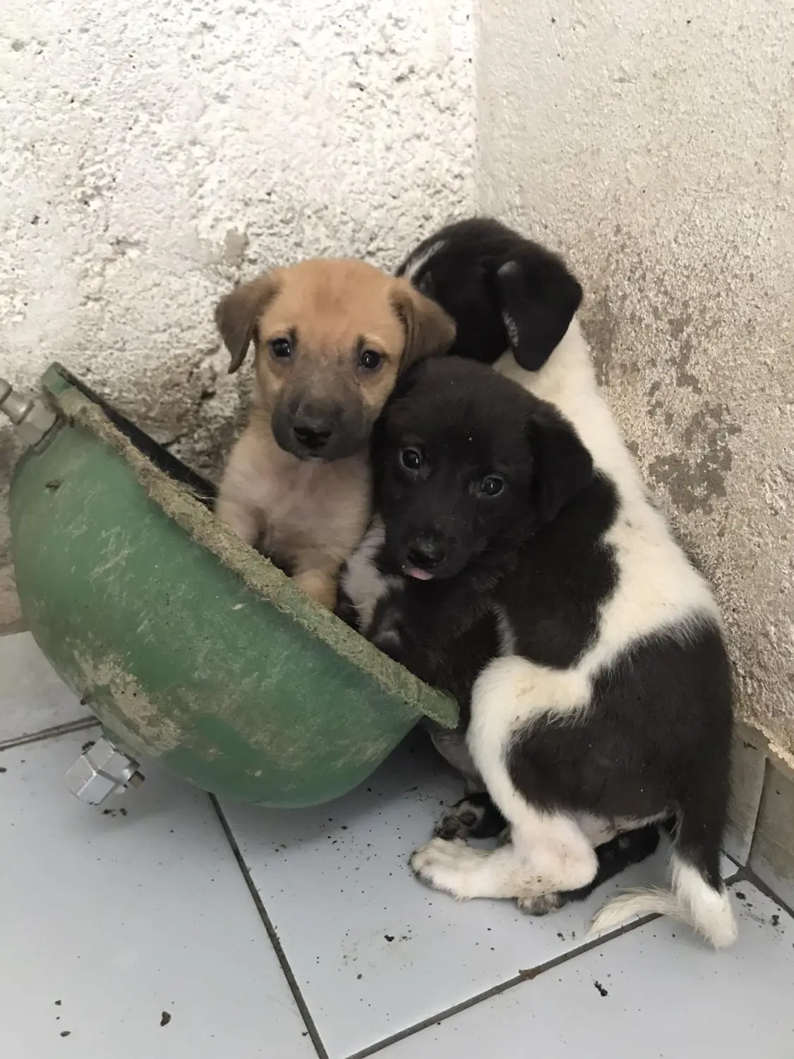 Tierschutz Franziskus - Welpen