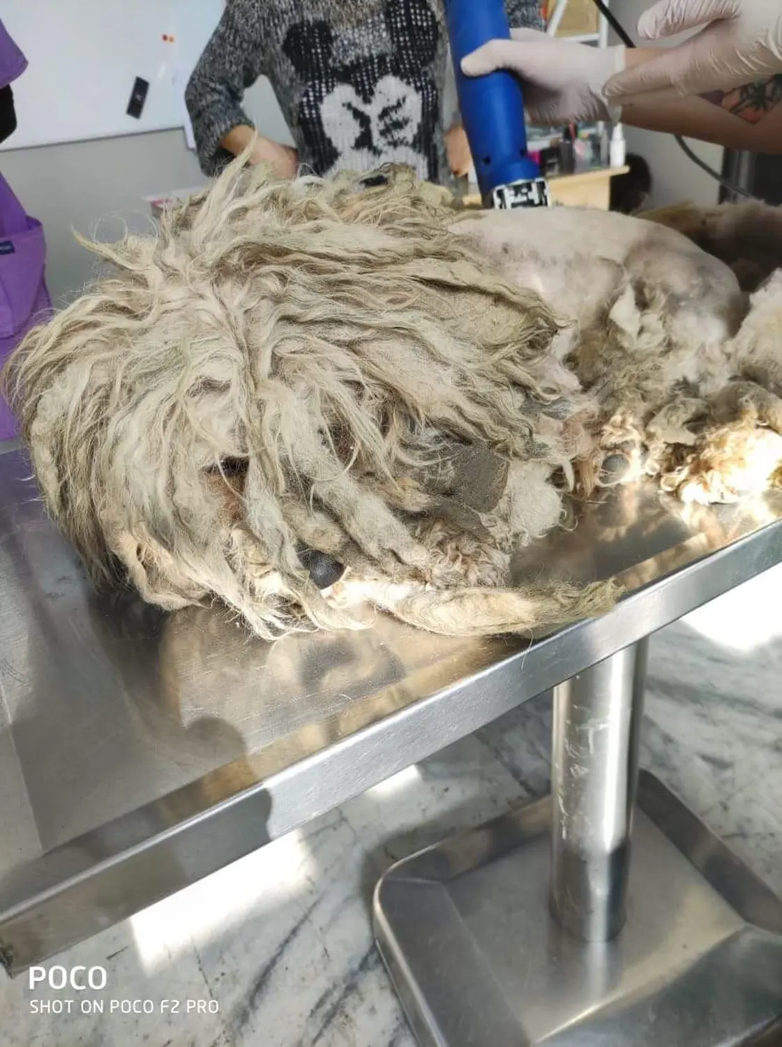 Tierschutz Franziskus - Tierstation Xanthi Hund