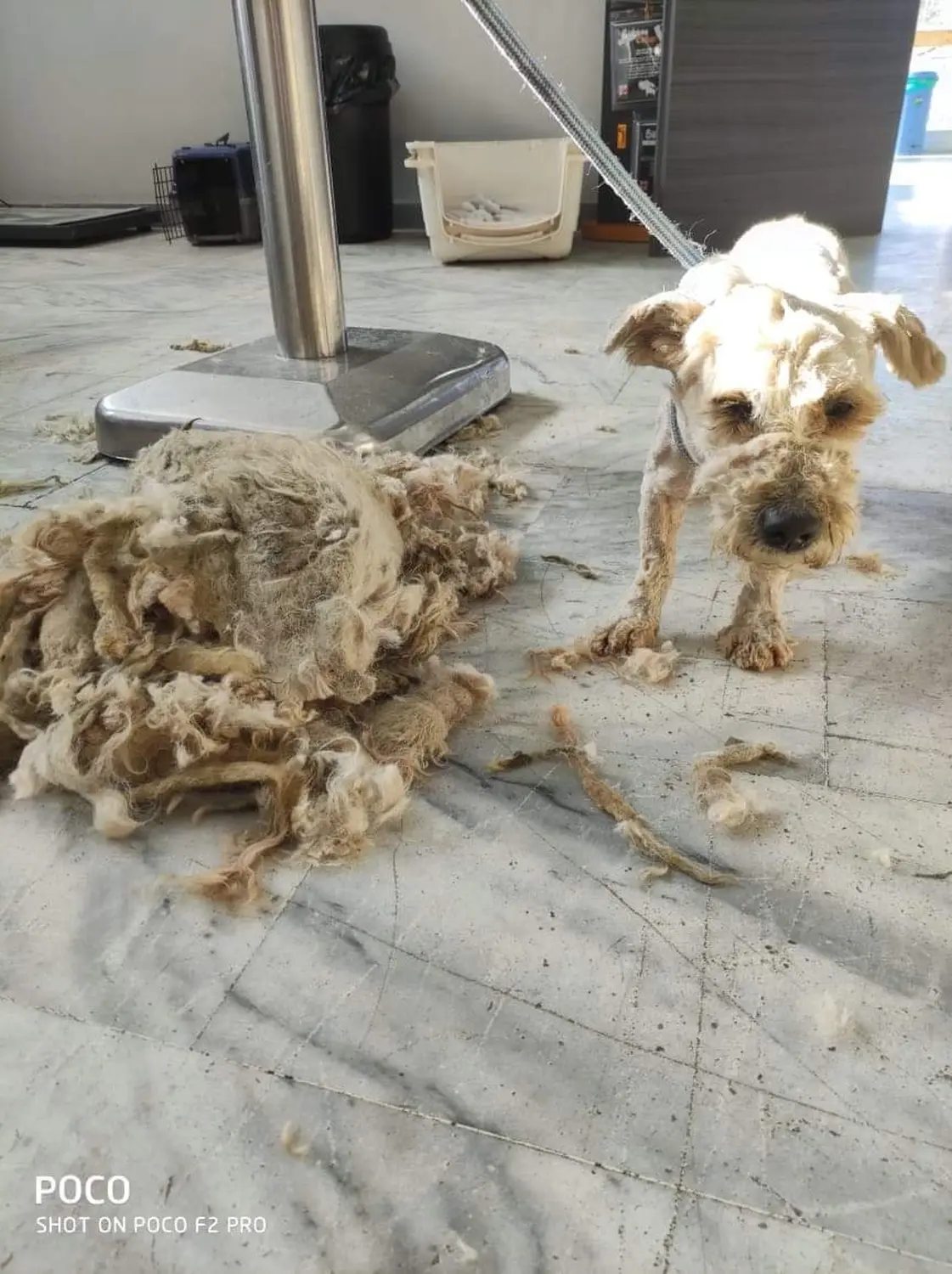 Tierschutz Franziskus - Tierstation Xanthi Hund