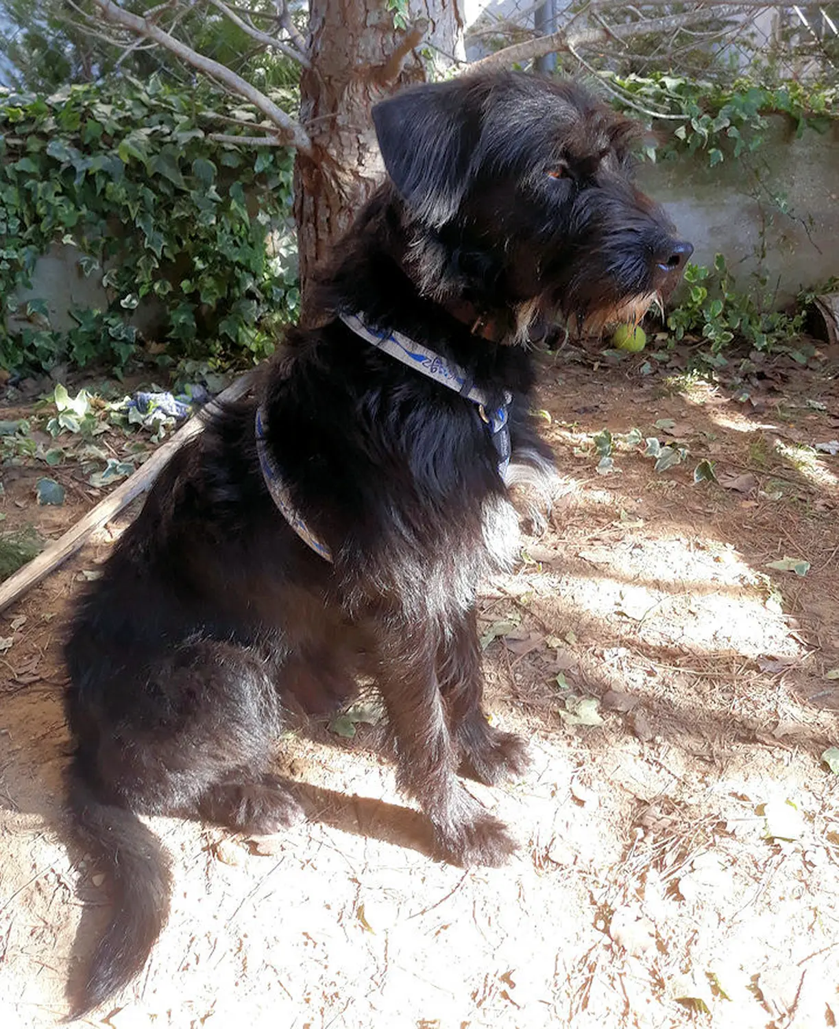 Tierschutz Franziskus - Tierstation Xanthi Hund